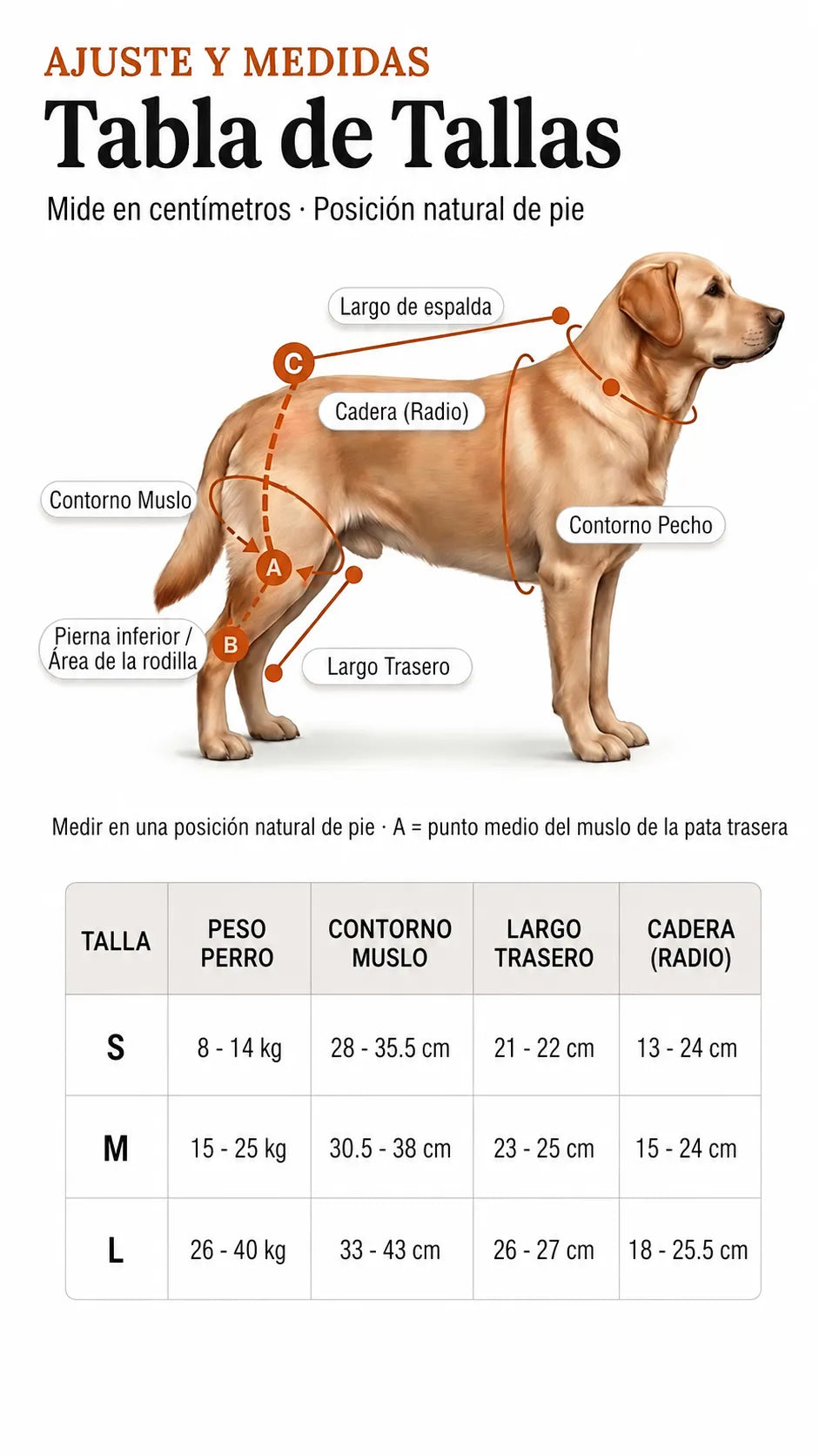 No se recomienda para razas de patas muy cortas (corgis, teckels, basset hounds, bulldogs ingleses...)