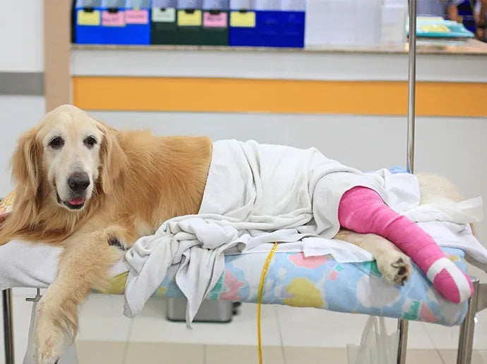 Muchos perros que salen del quirófano rompen la otra rodilla en menos de un año.